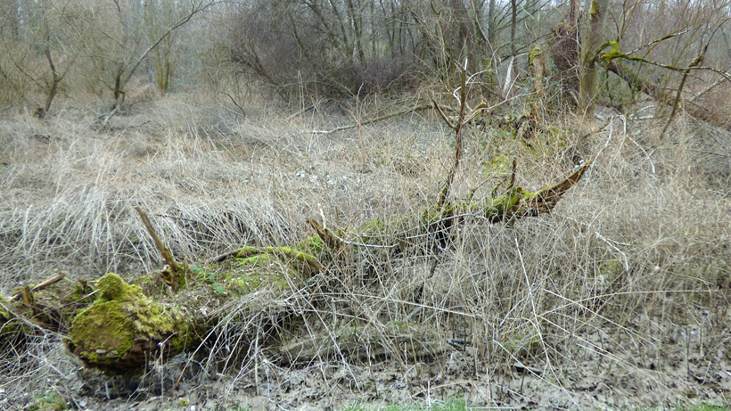 Villnachern Auenlandschaft