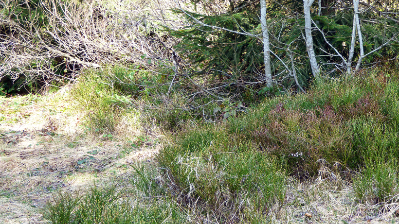 finsterwald-alpiliegg