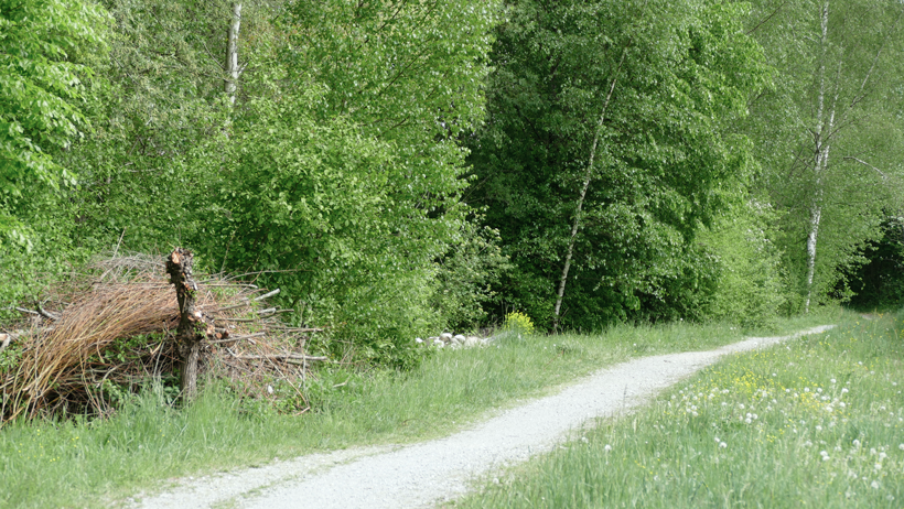 Willisau Eidechsenlebensraum