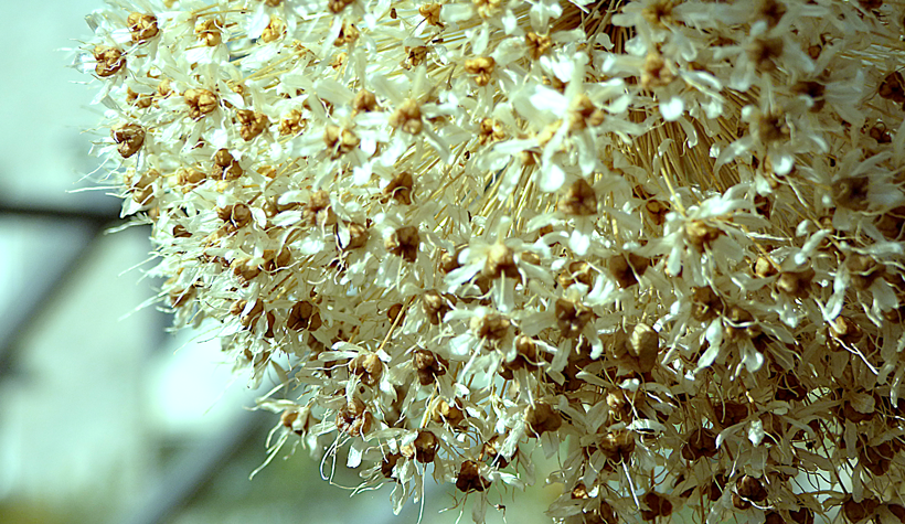 botanischer-garten-bern-05