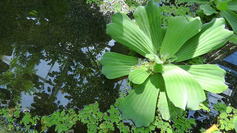 botanischer-garten-bern-07