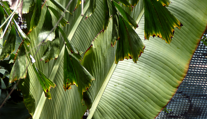 botanischer-garten-bern-08