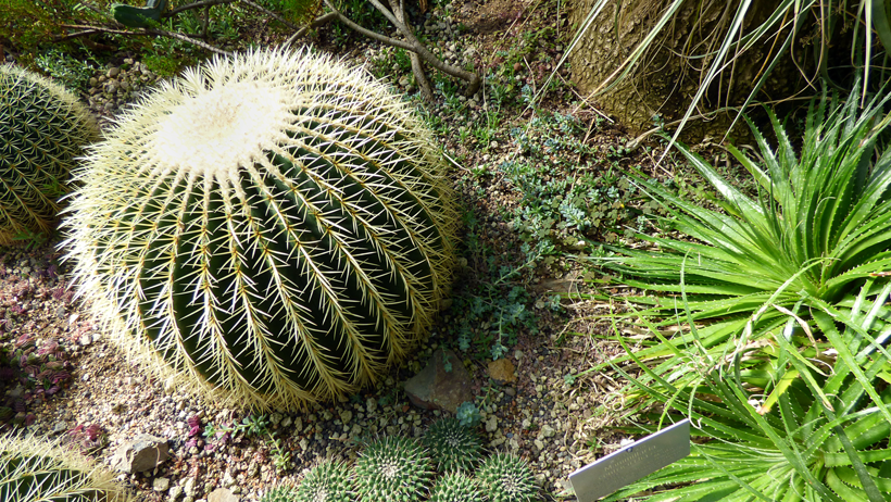 botanischer-garten-bern-09