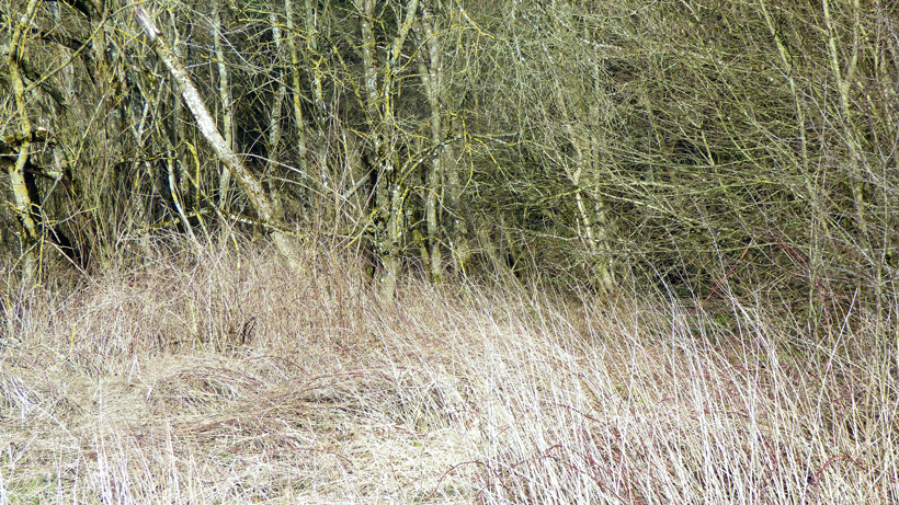dickicht
