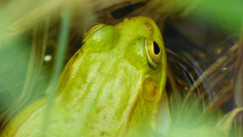 frosch