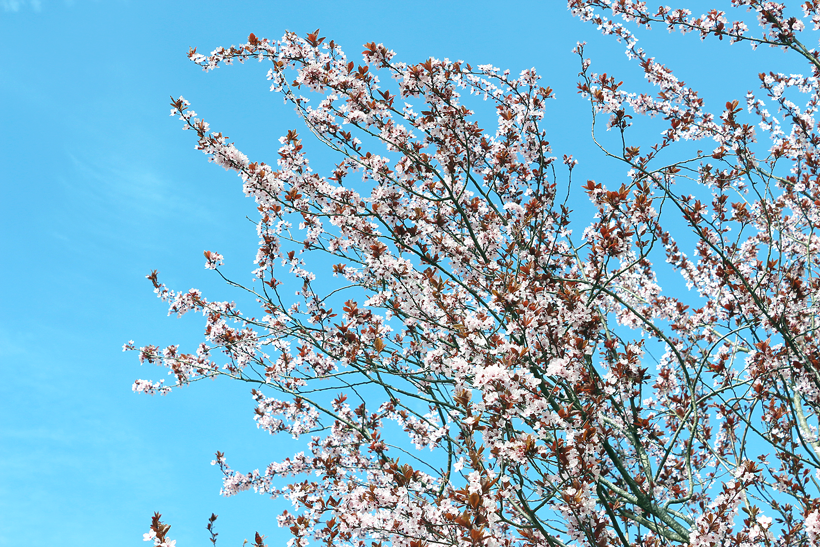 fruehling