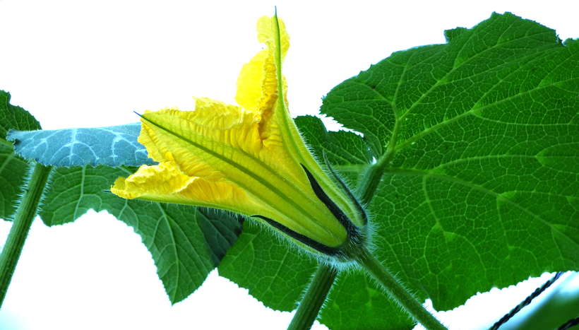 zucchini
